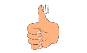 An Adult Thumb From Knuckle To Tip