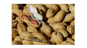 Virginia Peanut