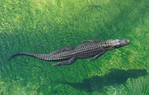 Alligator