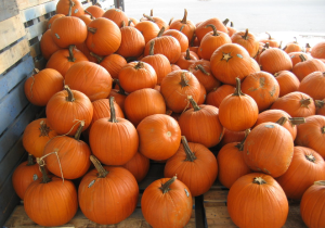 An average-sized Pumpkin