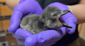 Baby African Penguins