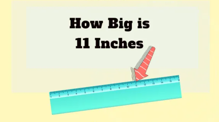 How Big is 11 Inches In Everyday Life 2024