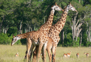 Two and a Half Giraffe