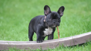 A French Bulldog