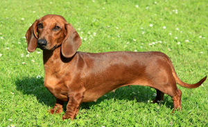 A Grownup Dachshund Dog