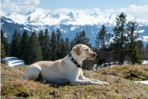 A Labrador Retriever