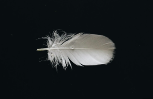 A Small Feather