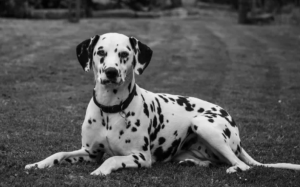 An Adult Dalmatian