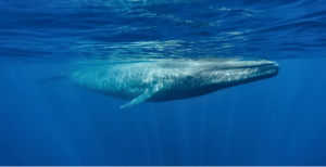 Blue Whale