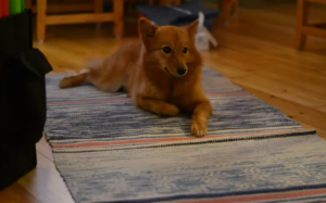 Finnish Spitz