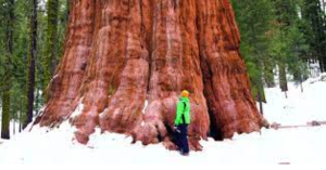 Giant Sequoia Tree