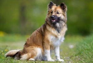 Iceland Sheepdog