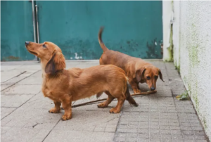 Three Adult Standard Dachshund