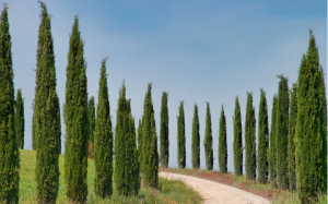 Two Cyprus Trees