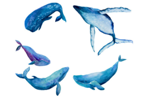 Five Blue Whales