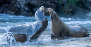 Two California Sea Lions (Males)