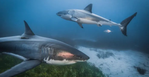 Two Great White Sharks